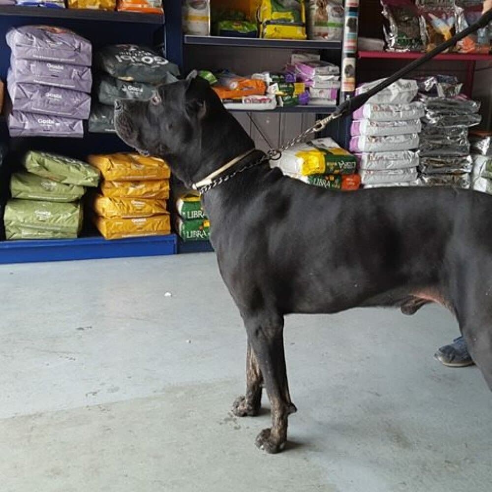LEONIDAS DE KING ZULU 1