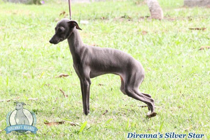 Direnna's Silver Star 1