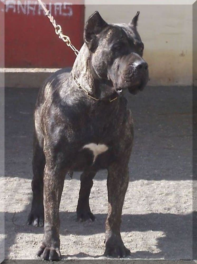 KIOBA DE CIELO DE CANARIAS 1