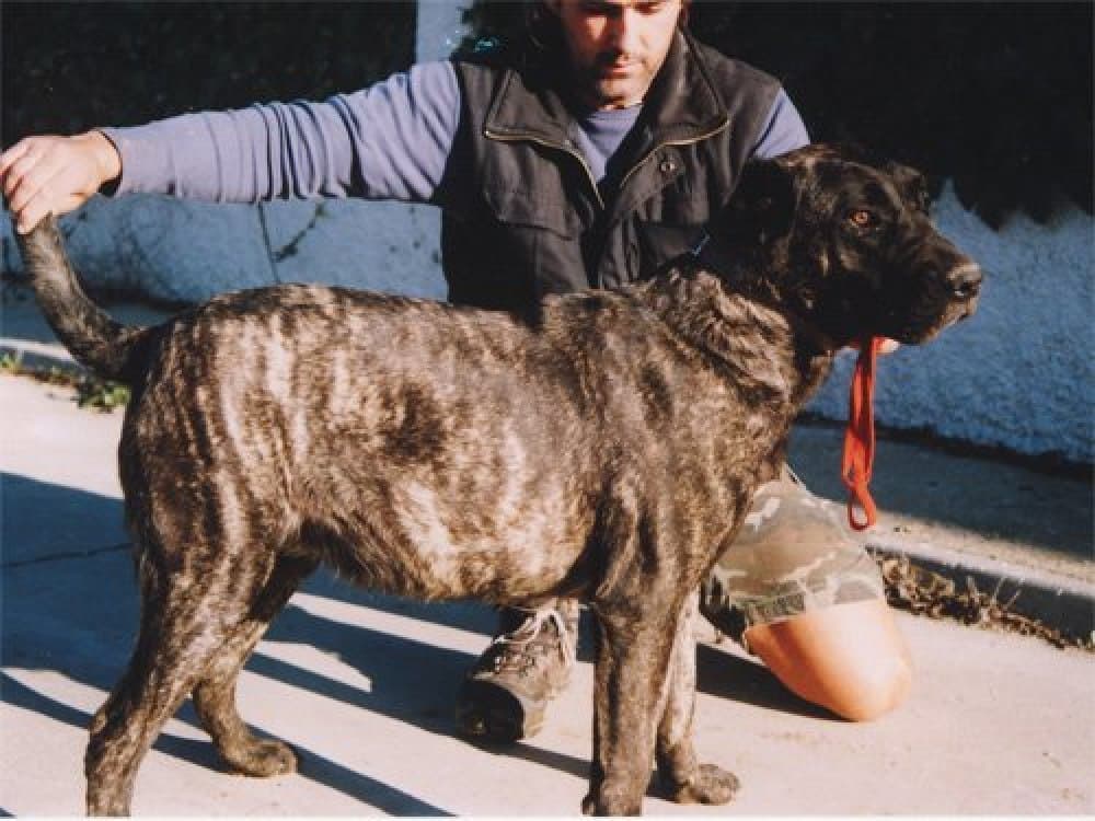 KURUNCHE DE KING ZULU 1
