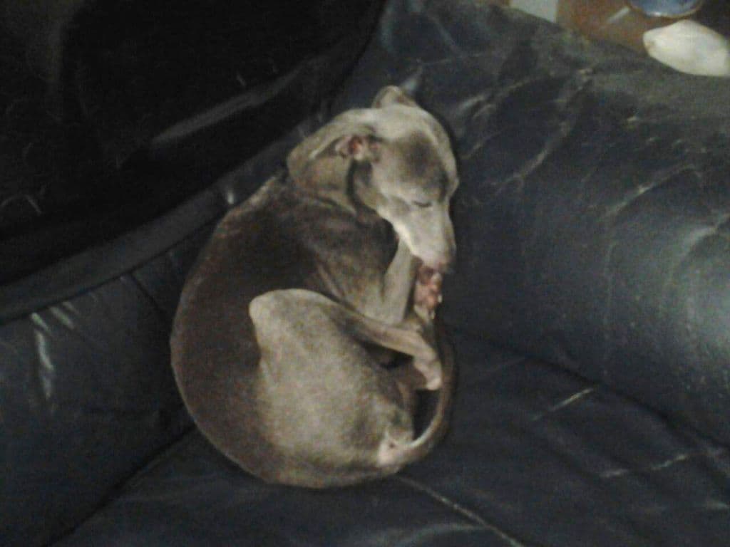 Vertragus Ujuanito 1
