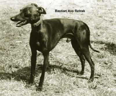 Bastian Avo-Retrak 1