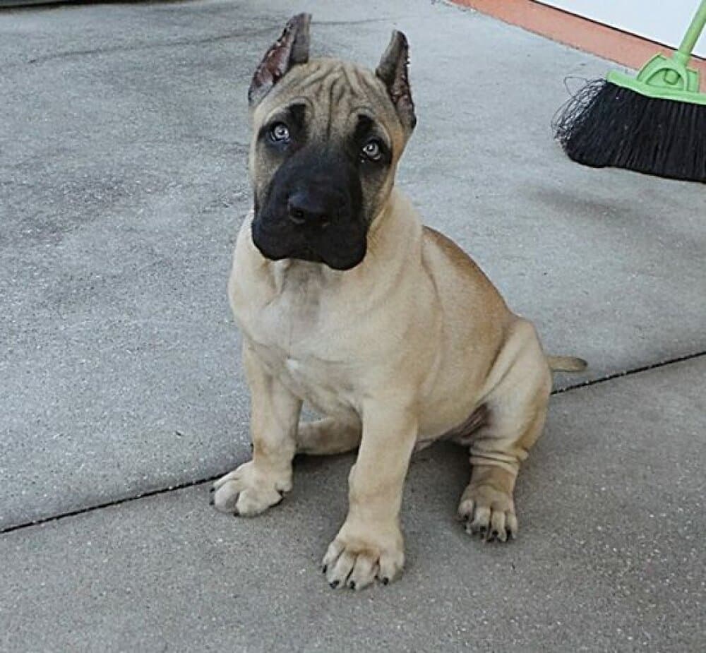 MID AMERICA K9 TITO 1