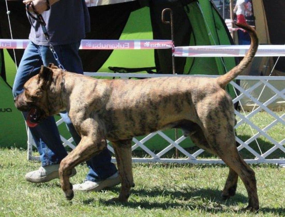 BOSS BULL CANARIO KARMO (PEPE) 1
