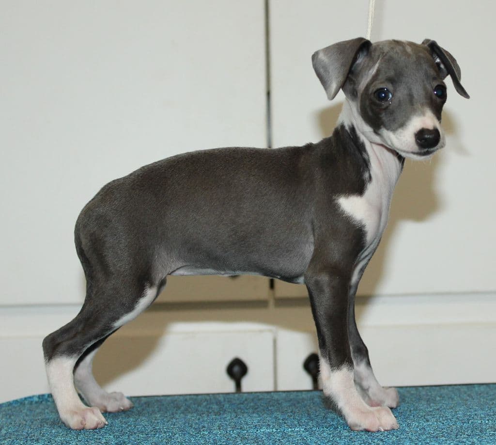 Valhasar Poppy Greyjoy 1