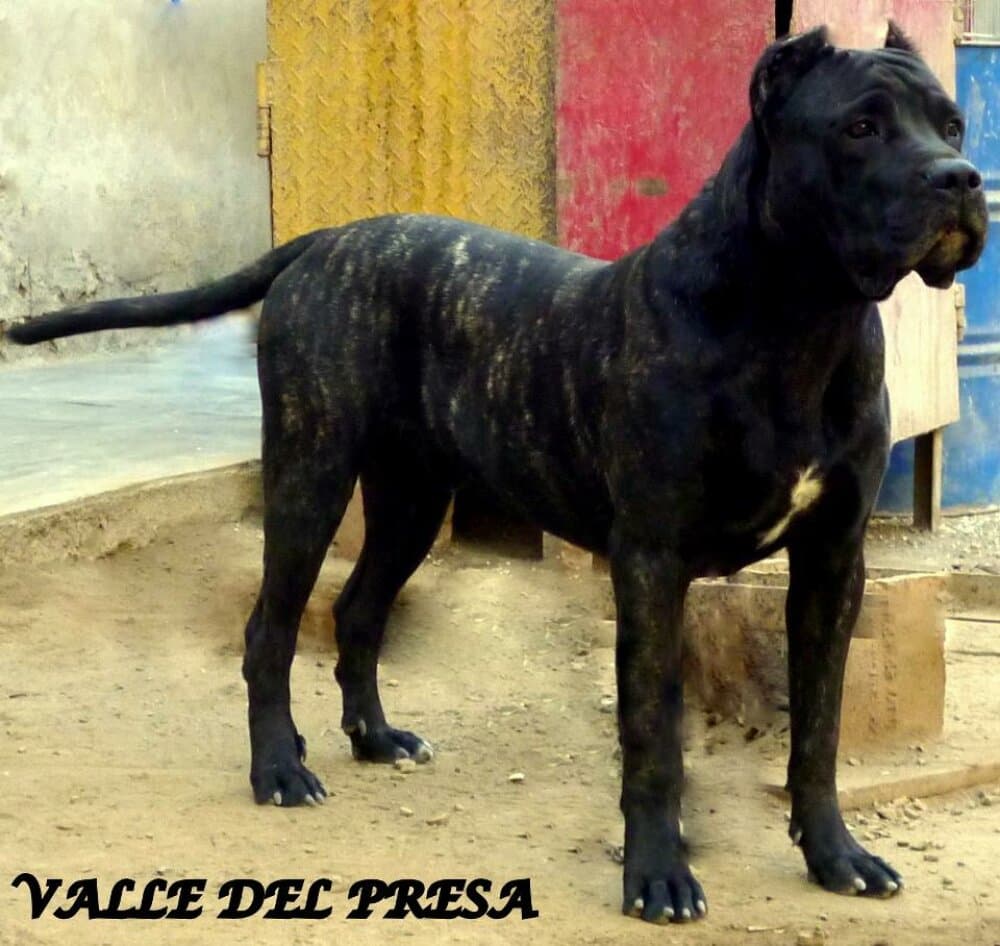 SAM DE VALLE DEL PRESA 1