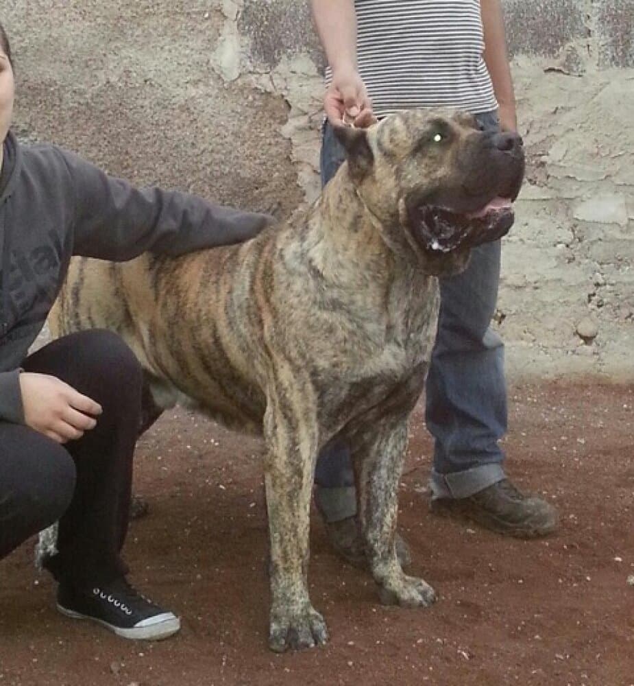 LUCHO DE CIELO DE CANARIAS 1