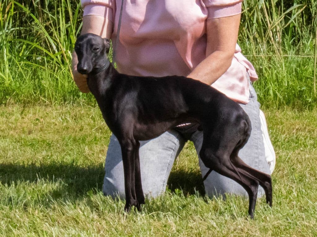 Astra Bravissimo Kilian 1