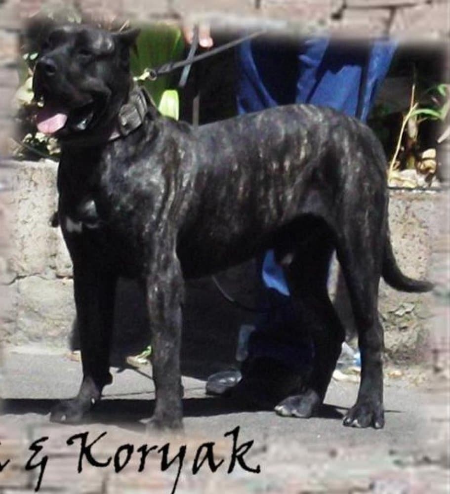 KORYAK DE TIERRA DE VOLCANES 1