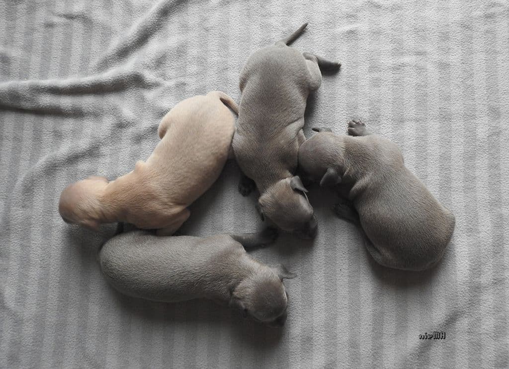 Gusapi Dogoteka FCI 1