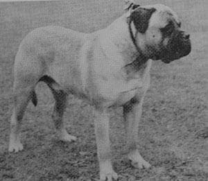 BULSTAFF ACHILLES 1