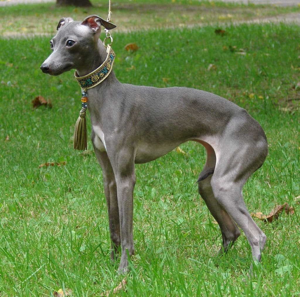 Astra Bravissimo Lorelei 1