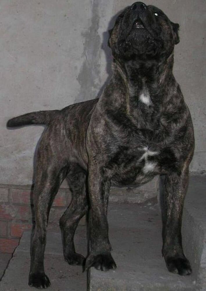 ROCKO ROTT DIA 1