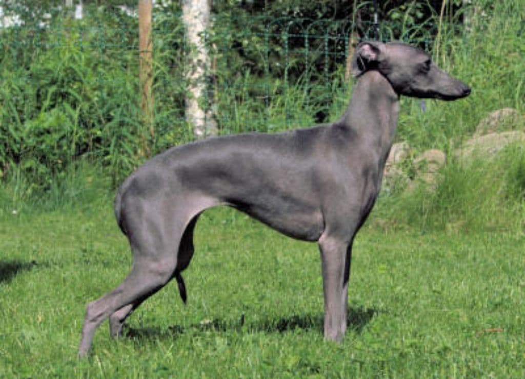 Dervisch A Diamond At Northgate 1