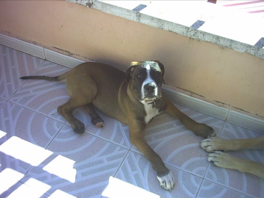 DUQUE DE KING ZULU 1