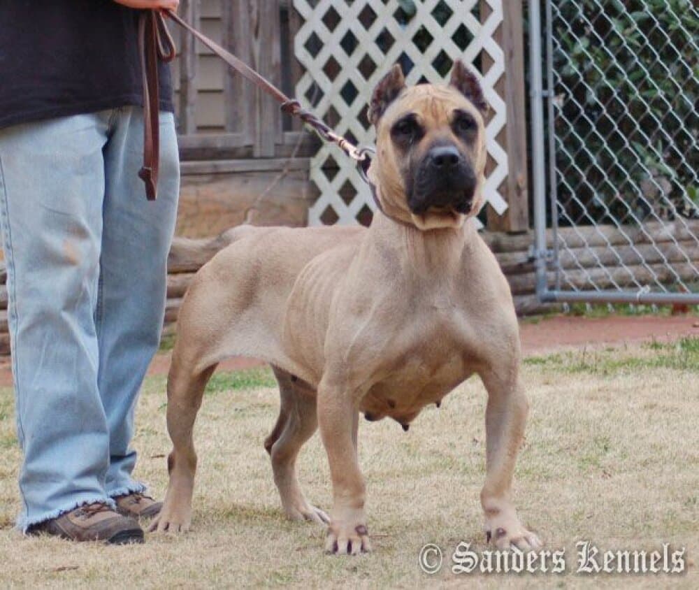 SANDERS NALA 1