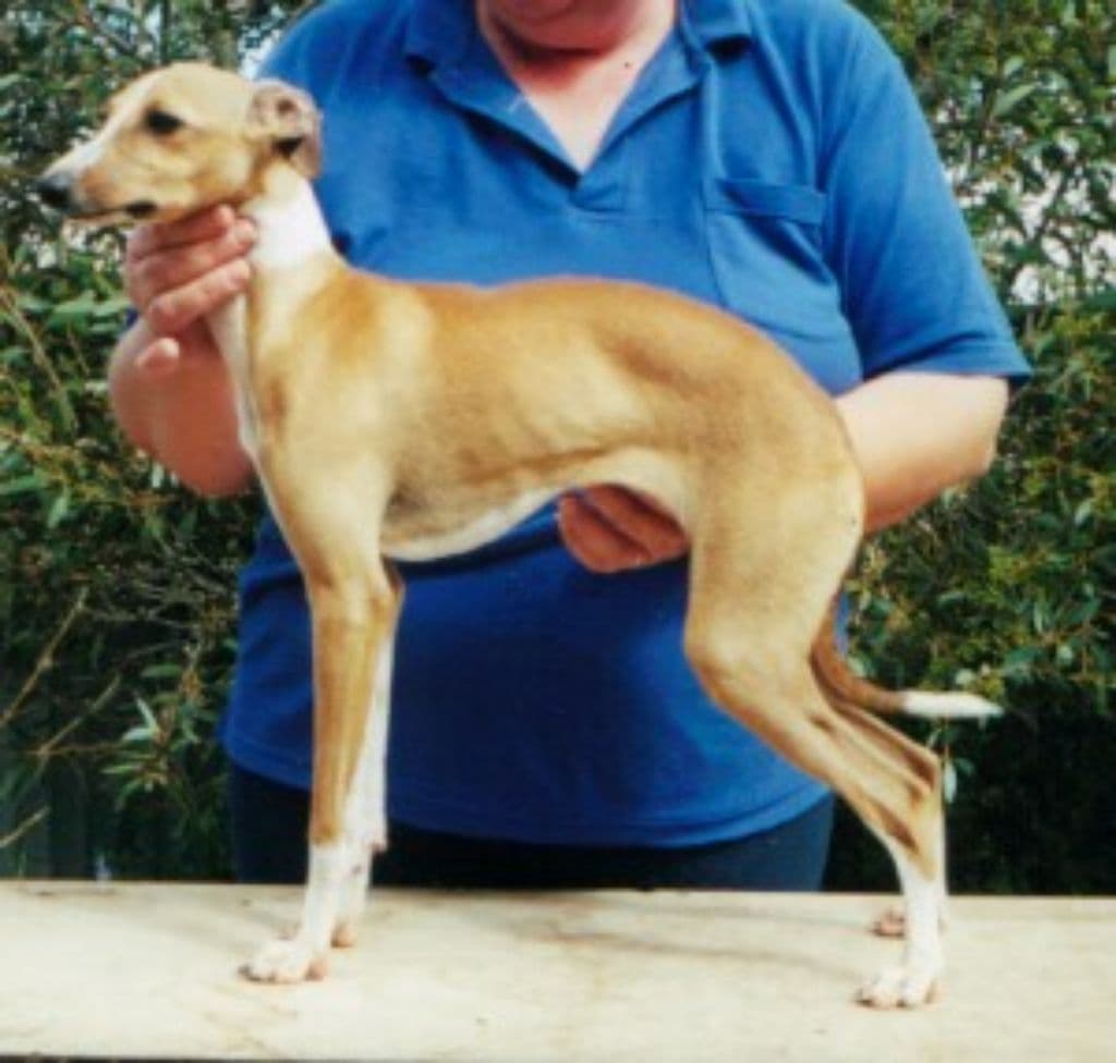 Tunamara Jessi 1