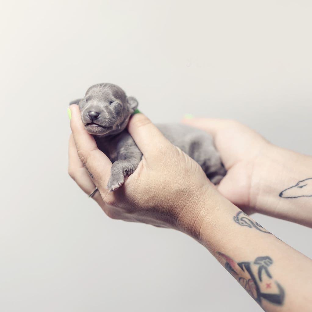Chartbeat Penelope Pitstop 1