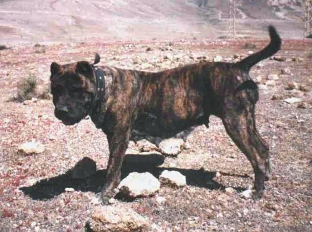 LAIKA DE NATYBO (DE NATUBO) 1