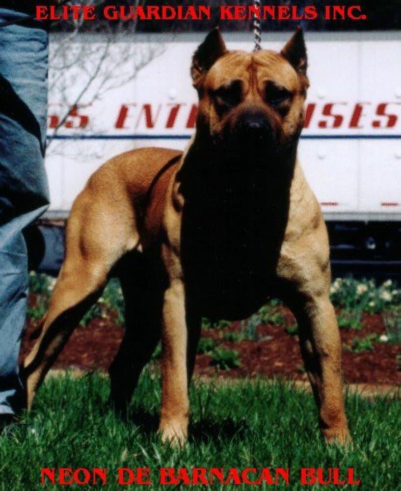 NEON DE BARNACAN BULL 1