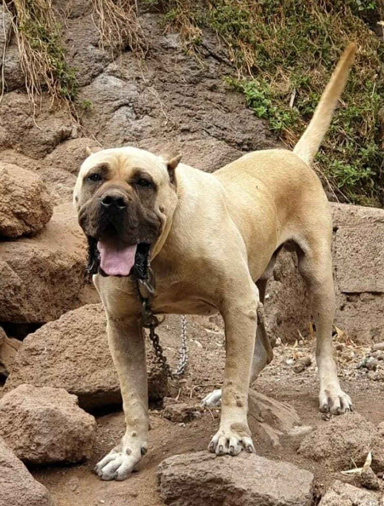 ROKE (ROQUE) 1