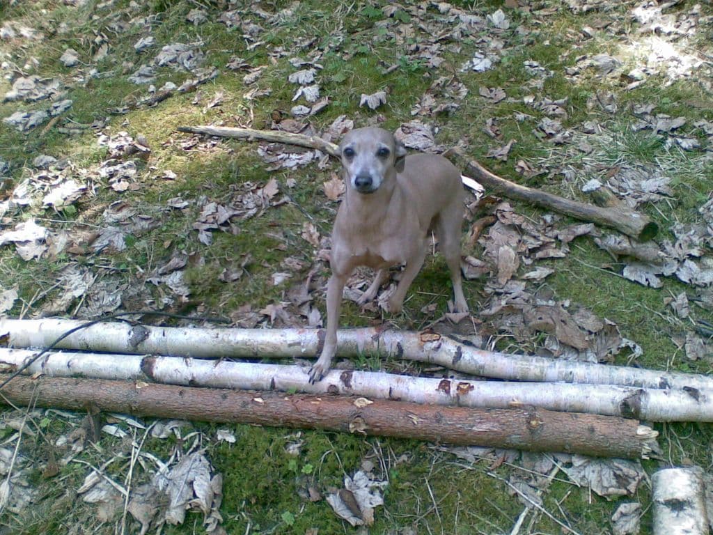Cabaletta Pustynny Wiatr 1