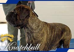KNATCHBULL'S RAZ BINDI 1