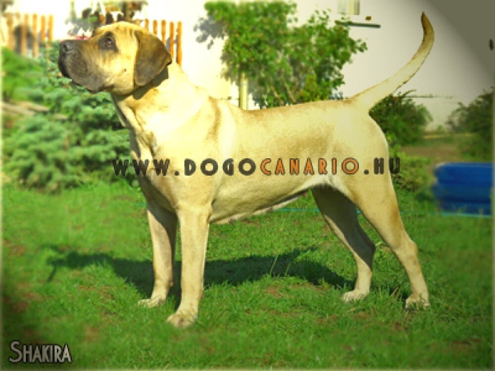 DOCANORS SHAKIRA 1
