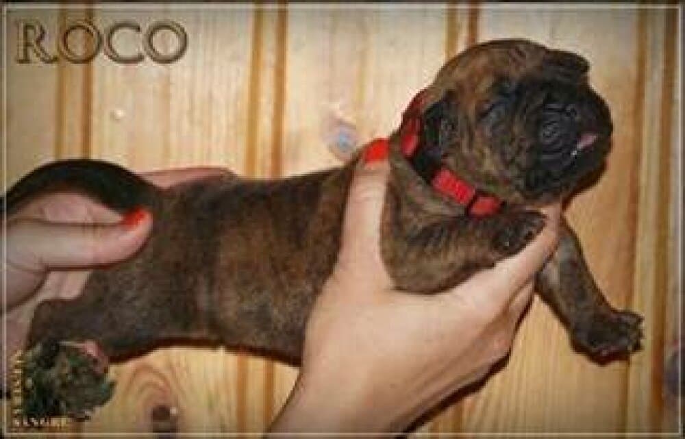 ROCO NUESTRA SANGRE 1