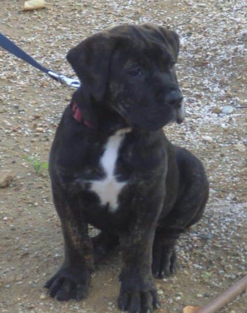 NEGRO DE KING ZULU 1