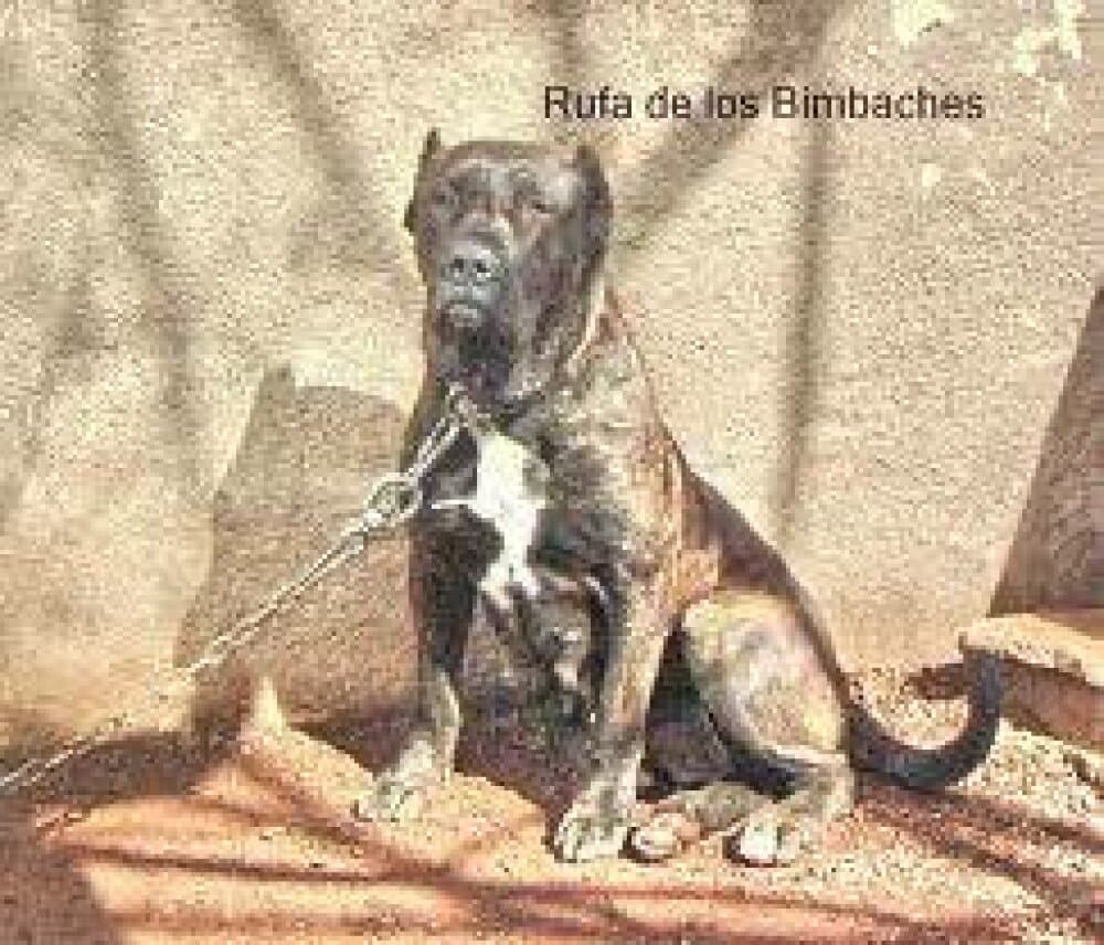 RUFA (PROP DE LOS BIMBACHES ) 1