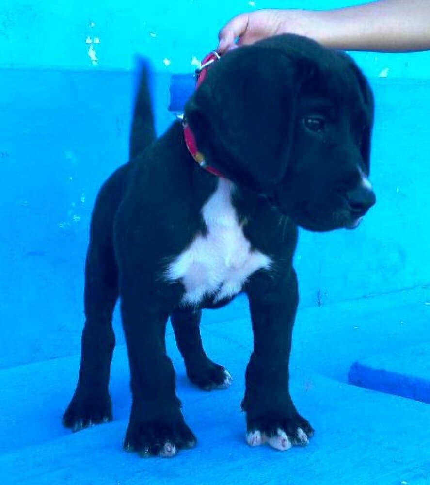 CALCETINES DE PERRO DE LA TIERRA 1