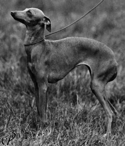 Drepka Drobina Gerenuk 1