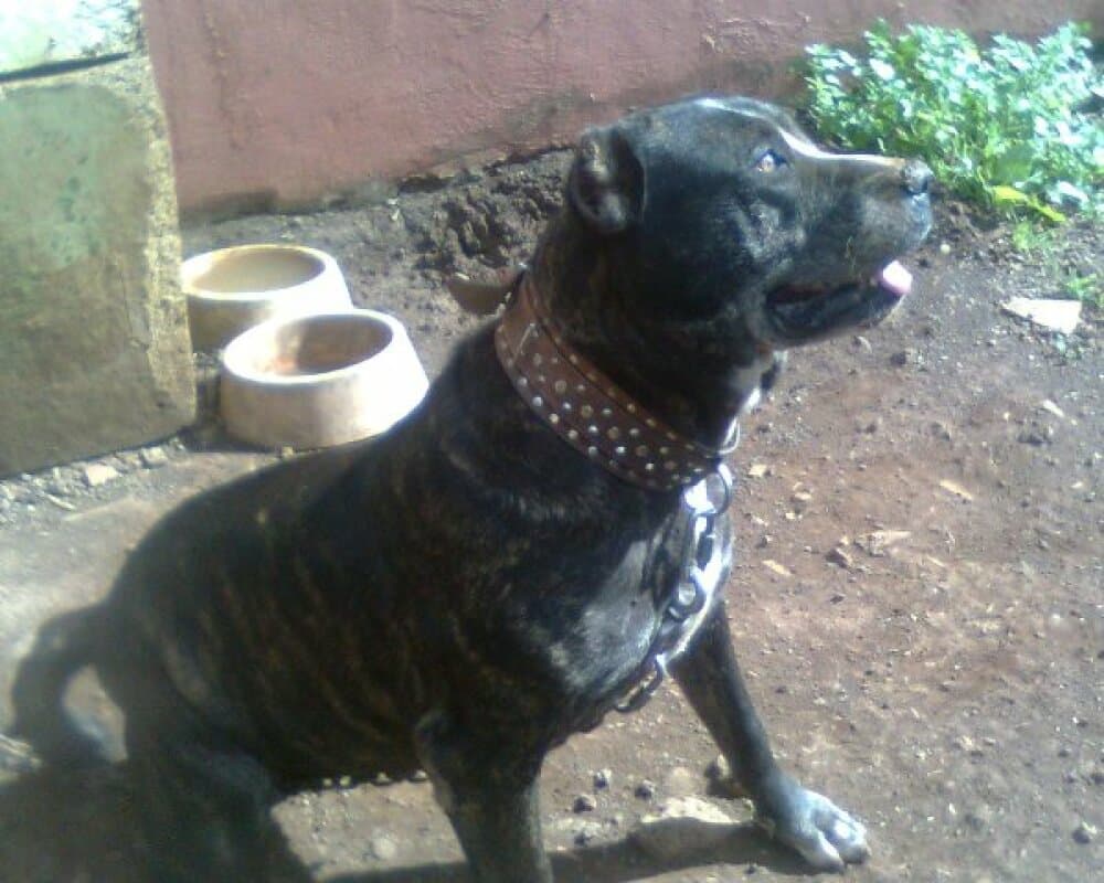 DUNA DE PERRO DE LA TIERRA 1