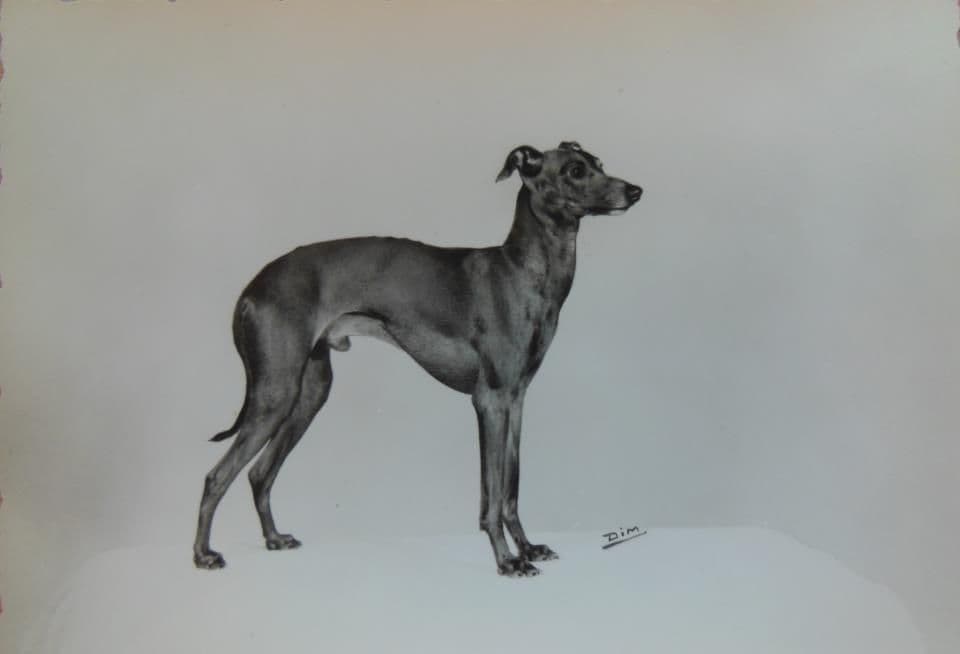 Pippo Du Parc De La Casetta 1
