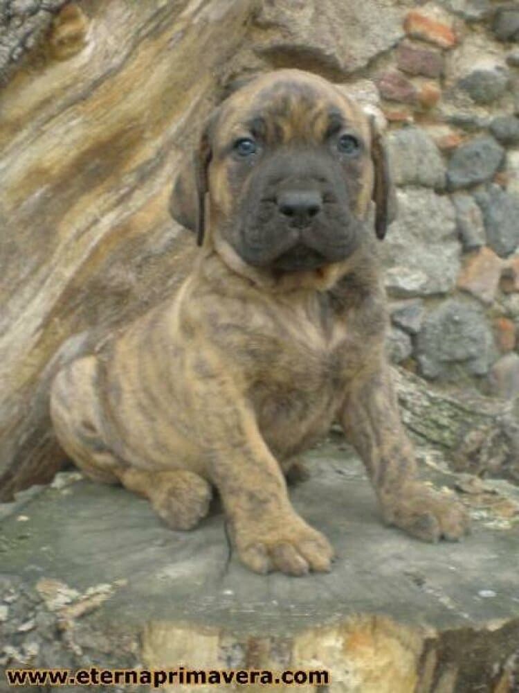BARNEY DE ETERNA PRIMAVERA 1