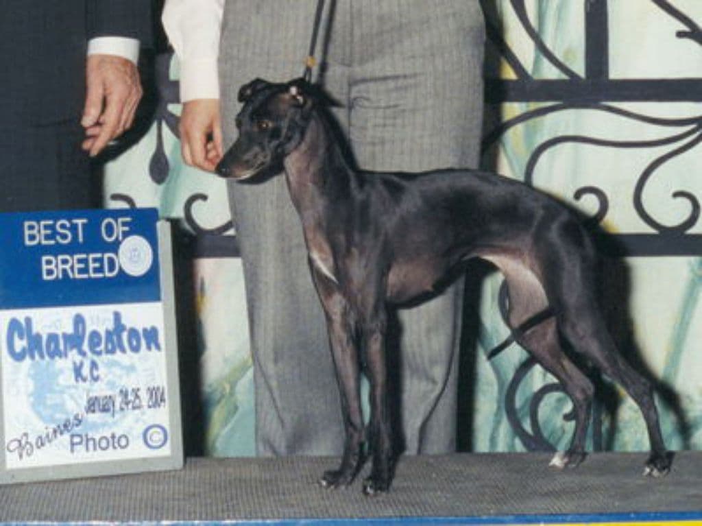 Dark Legend's Kallisto 1