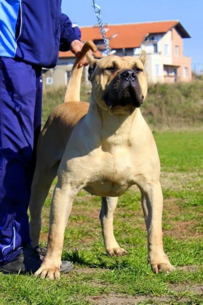 TONG PO CANHAS DE LOS GUANCHOS 1