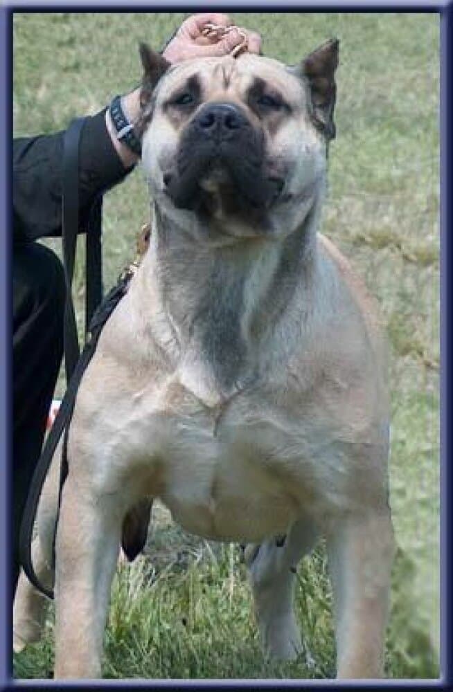 CALAMITEE EL PERRO DIABLO 1