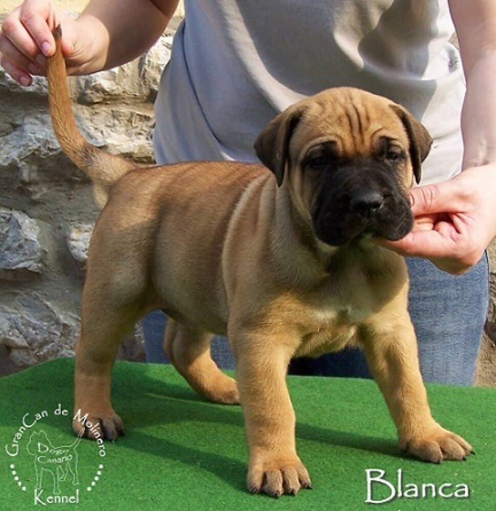 BLANCA GRANCAN DE MOLINERO 1