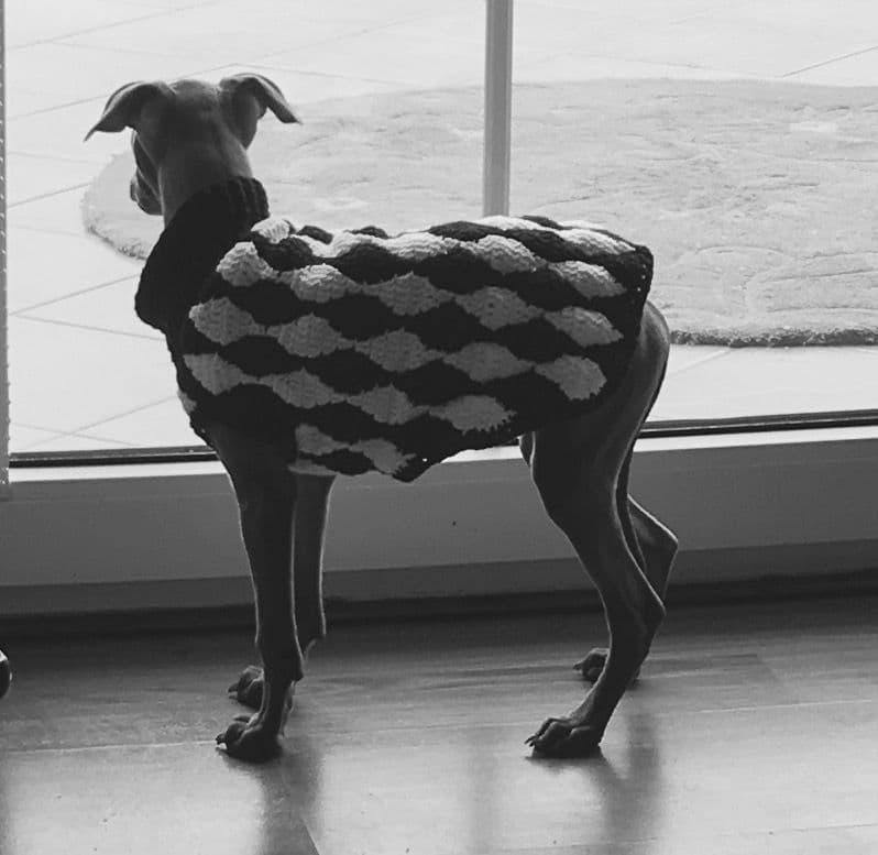 Heartbreaker Dogoteka FCI 1