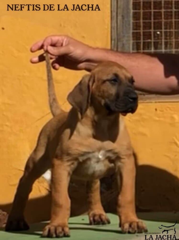 NEFTIS DE LA JACHA 1
