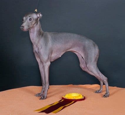 Silvento Diamoura Angioletta 1