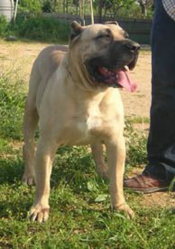 DRAGO DE GUADALCAN 1