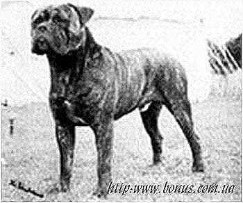 PITMAN'S DEPUTY 1