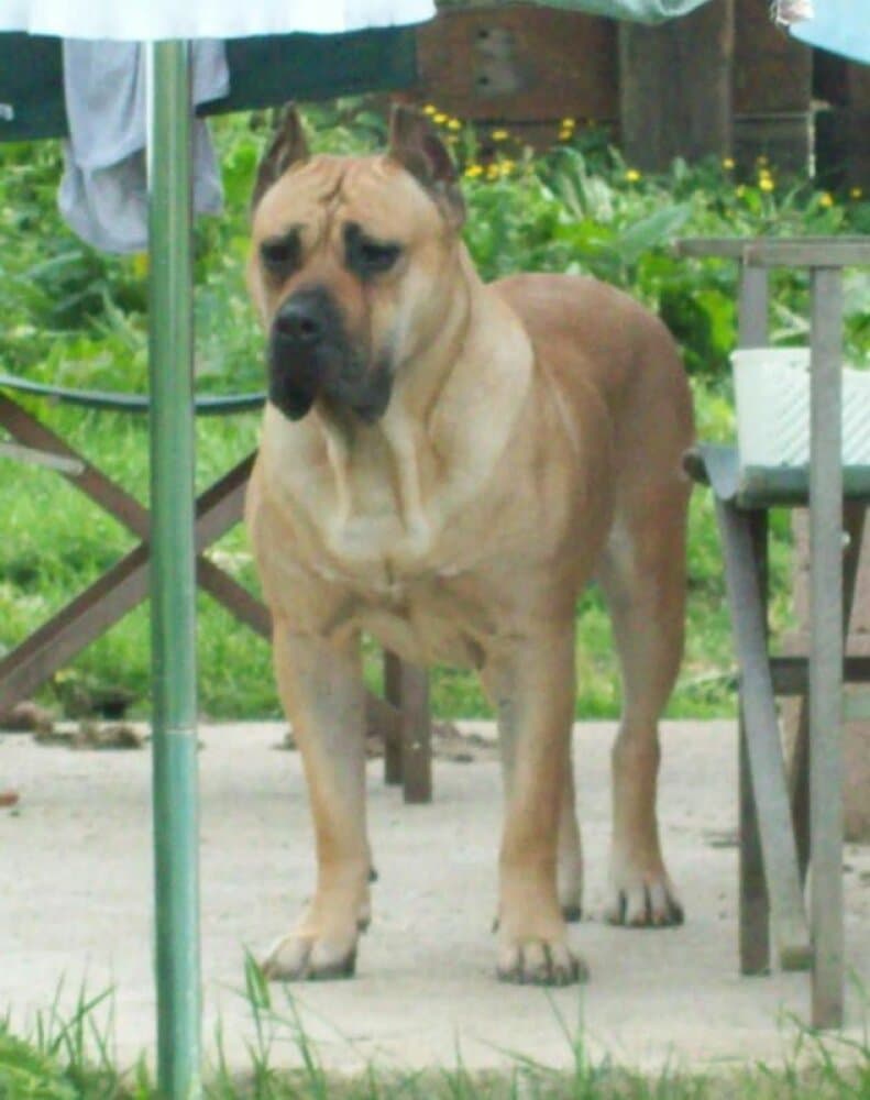RED STAR LUANA 1