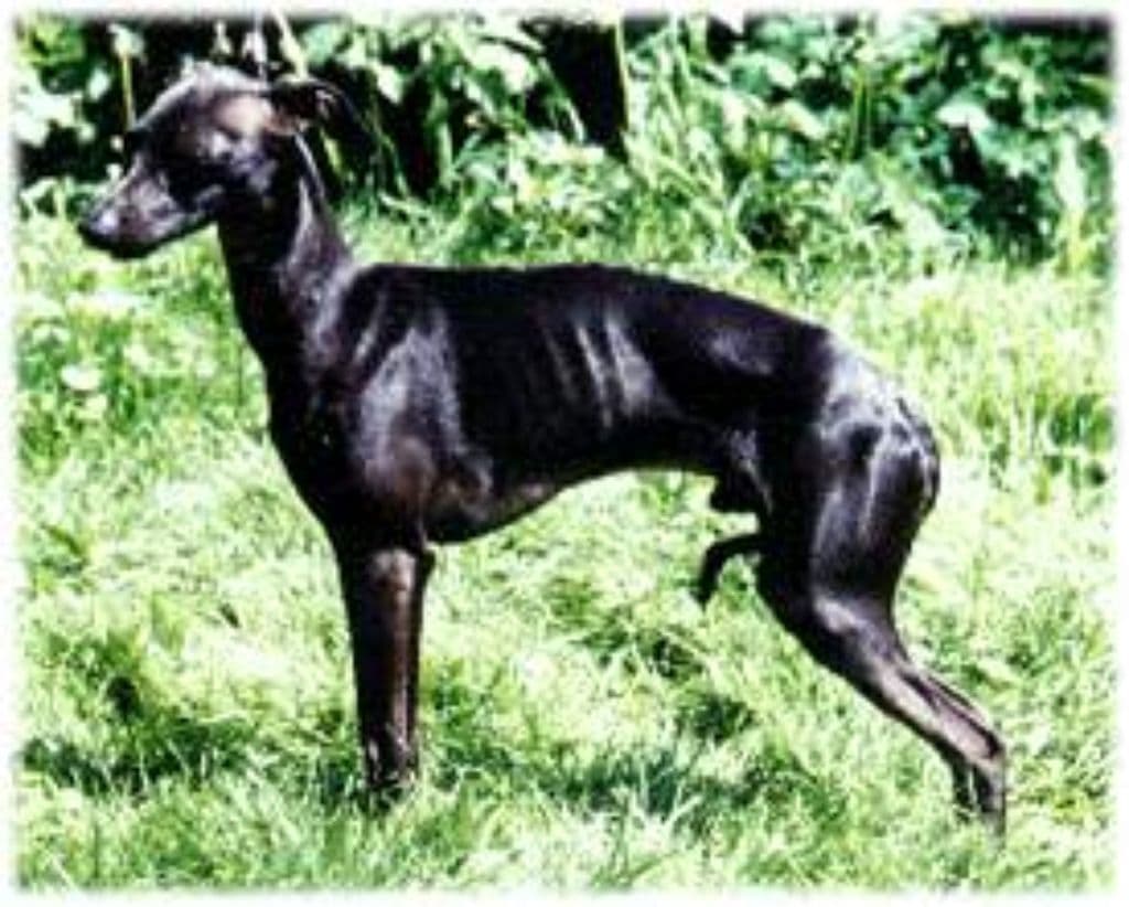 Moskito Della Casetta Pucci 1