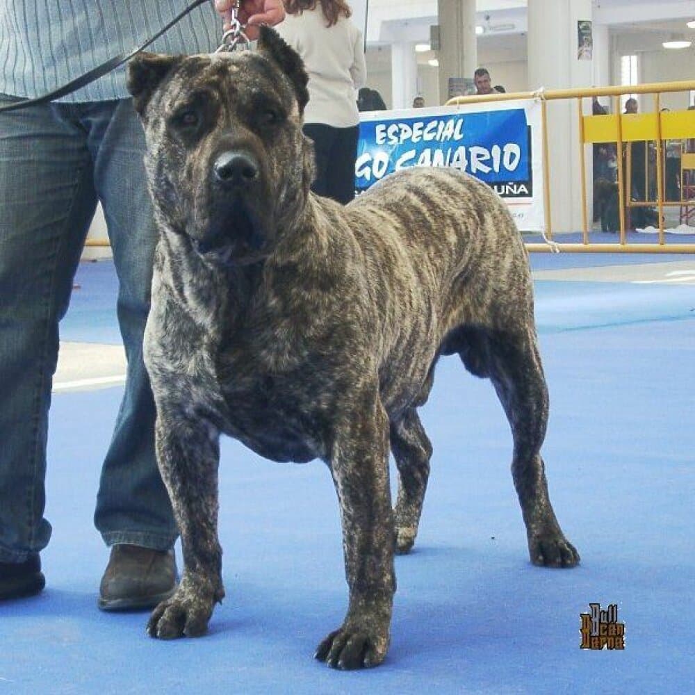 TOCHO DE BARNACAN BULL 1