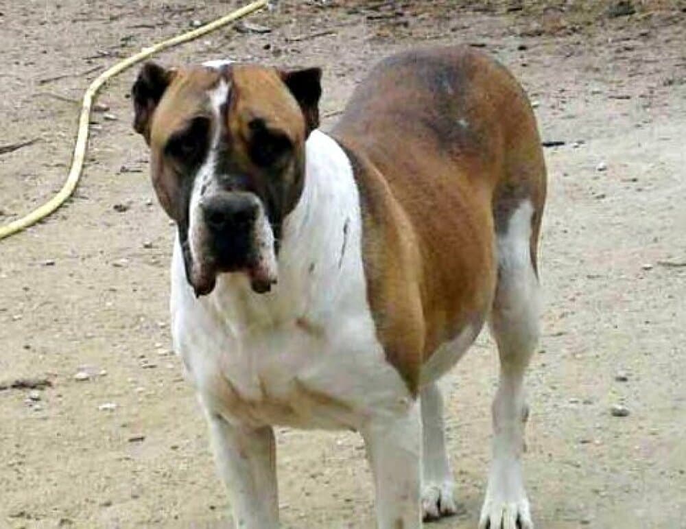 BIMBA DE KING ZULU 1