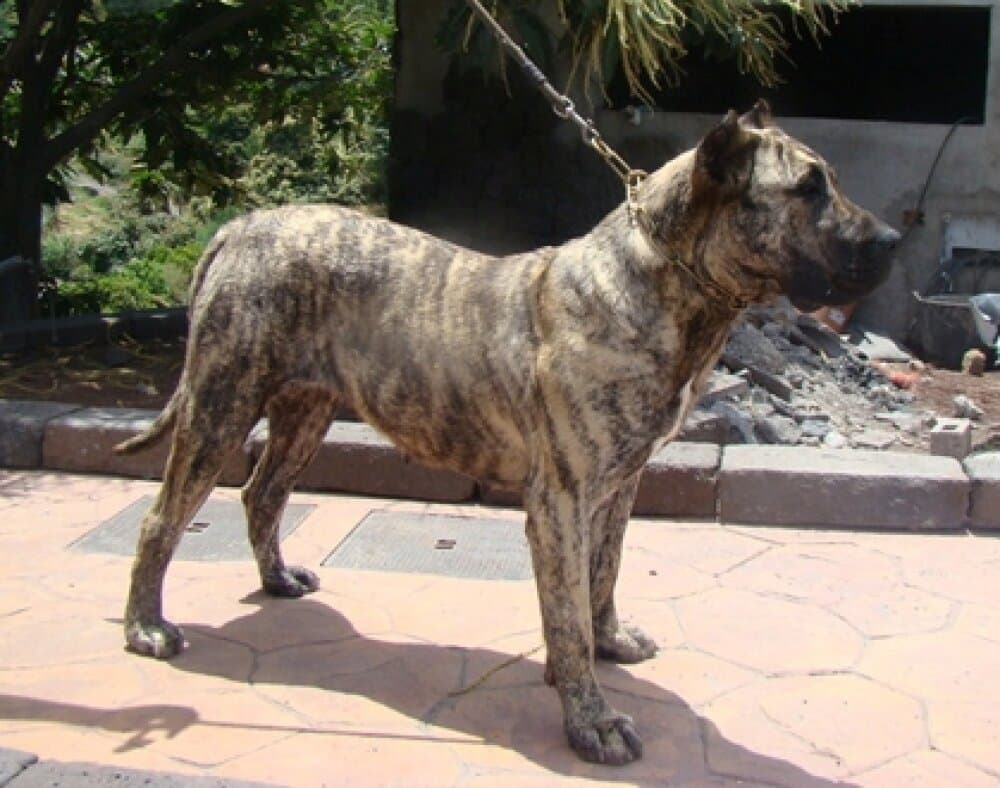 KIARA DE SAMCOR 1